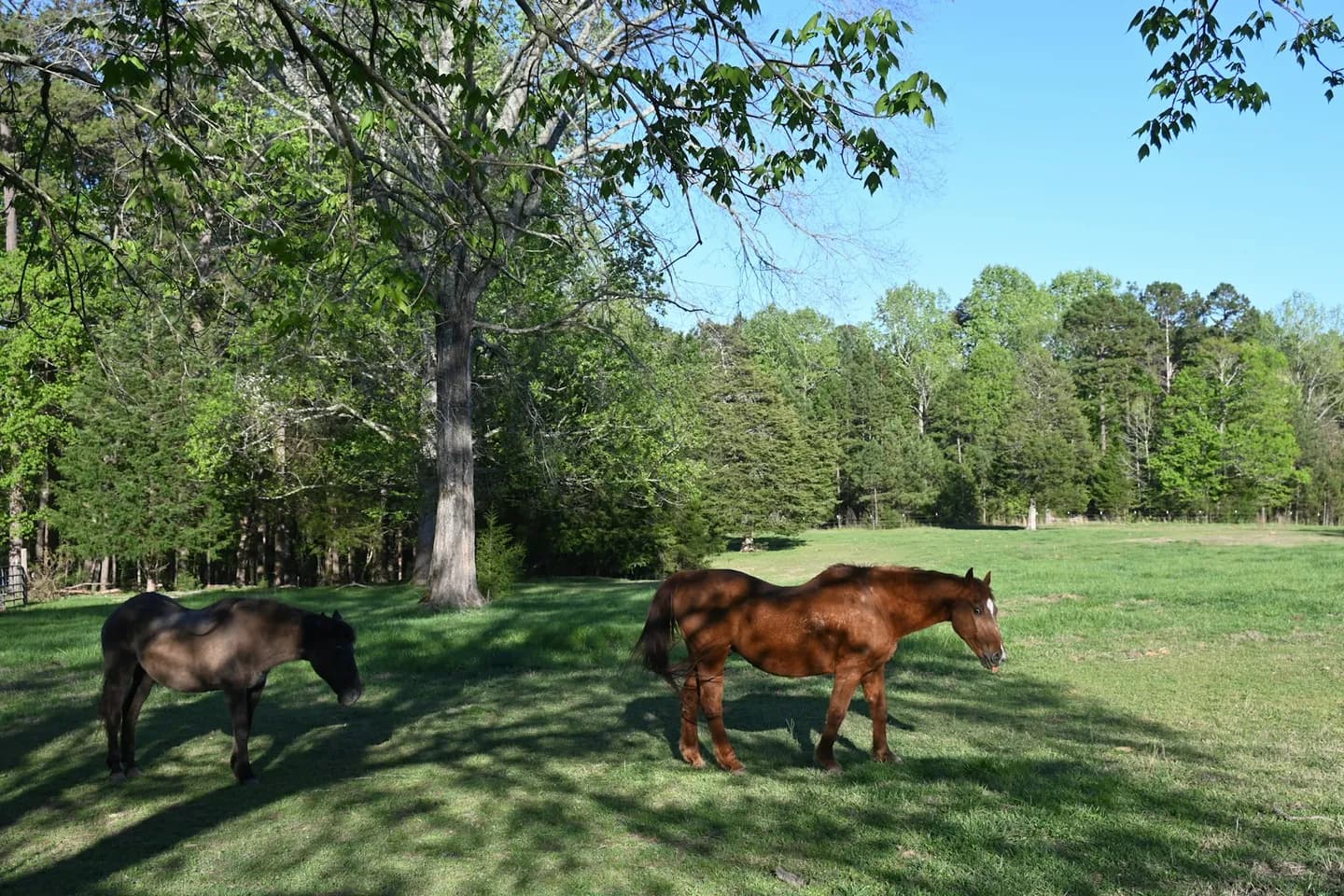 Two horses in a sunlit pasture
